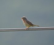 Moltoni's Warbler.jpg