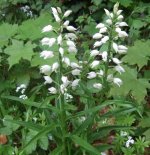 Chappett Sword-leaved Helleborine.JPG