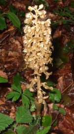 West Dean Bird's Nest.jpg