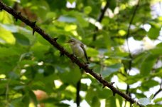 2.WoodWarbler.JPG