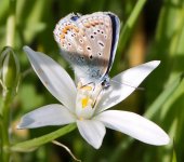 Common-Blue-2.jpg