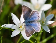 Common-Blue-3.jpg