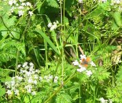 Small Copper.jpg