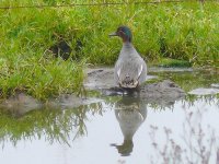 L1250542_Common Teal.jpg