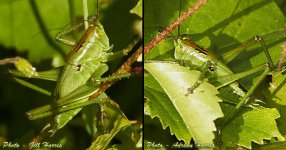 cricket_dawlishw_jun09_scrop4webid_v300te.jpg