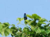 Indigo Bunting.jpg