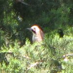 Woodpecker, #1, Ephesus, Turkey 3778.jpg