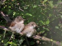 whitethroat5.jpg