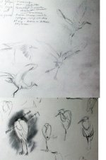 egret sketches .jpg