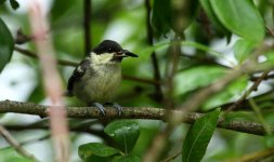 Coal tit.JPG