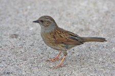 dunnock2.jpg