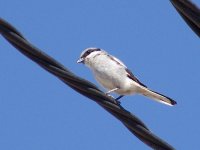 L1260980_S Grey Shrike.jpg