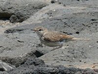 L1270065_Berthelot's Pipit.jpg