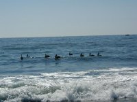 A-Pelicans-at-White-Rock.JPG