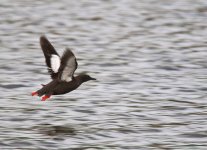 BlackGuillemotFlight1@900.jpg