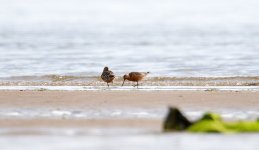 Bar-TailedGodwit@900.jpg