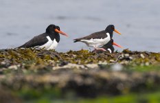 Oystercatchers.jpg