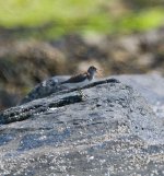 CommonSandpiper1.jpg