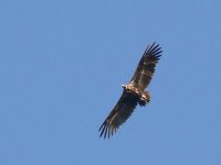 L1270506_Cinereous Vulture.jpg