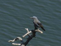 L1270608_Blue Rock-Thrush.jpg