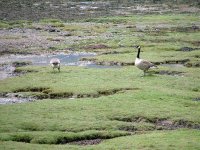 Canada Geese, Ballachulish.jpg