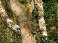Greater Spotted Woodpecker, Salen, Ardnamurchan.jpg