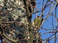 L1250992_Green Woodpecker.jpg