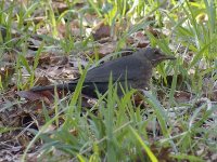 L1260015_female Blackbird.jpg