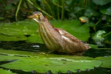 yellow bittern water P6000 DSCN9829.jpg