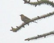 Pipit 2m.jpg