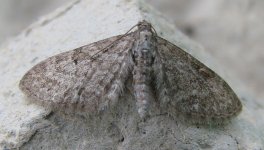 muligEupithecia_tripunctaria2.jpg