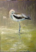 American Avocet 5x7 oil 4612.jpg