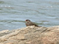 rock pratincole.jpg