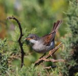 Whitethroat.jpg