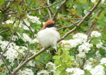 Woodchat0509.jpg