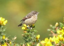 Stonechat0509.jpg