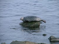 1 Common Seal.jpg