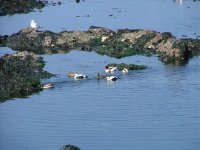 2 Duck scrum - Eider, Shelduck & Mallard in the bay.jpg