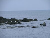 3 Sandwich Terns in front of Machrihanish Village.jpg