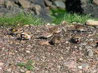 4 Twite and Goldfinch - male twite shows pink rump.jpg