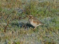 L1250560_Redwing.jpg