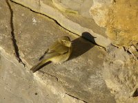 L1250658_Chiffchaff.jpg