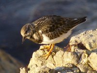 L1250704_Turnstone.jpg