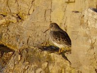 L1250706_Purple Sandpiper.jpg