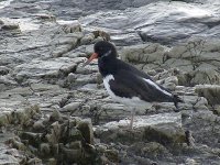 L1250711_Oystercatcher.jpg