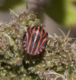 Graphosoma italicum_01.jpg