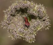 Graphosoma italicum_04.jpg