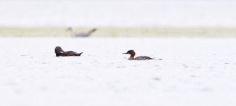 Goosander@Ayr.jpg