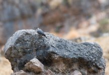 RockNuthatchonRock.jpg