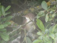 Otmoor RSPB Marsh Warbler 1 06072009.jpg